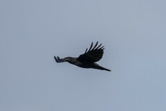 Corvus