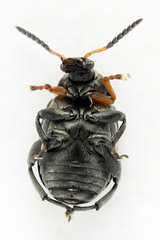 Bruchus atomarius