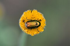 Cryptocephalus