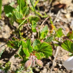 Pelargonium betulinum