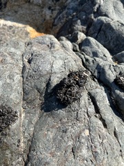 Lichinaceae