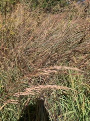 Bouteloua curtipendula