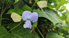 Psophocarpus tetragonolobus