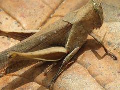 Trombidiformes