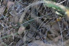 Gerrhonotus infernalis