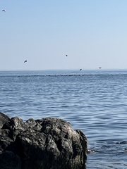 Larus glaucescens × occidentalis