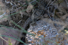 Gerrhonotus infernalis