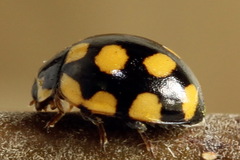 Coccinula quatuordecimpustulata