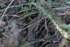 Gerrhonotus infernalis
