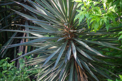 Yucca capensis