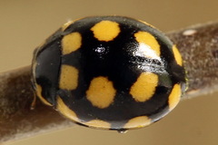 Coccinula quatuordecimpustulata