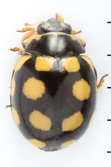 Coccinula quatuordecimpustulata