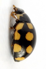 Coccinula quatuordecimpustulata