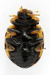 Coccinula quatuordecimpustulata