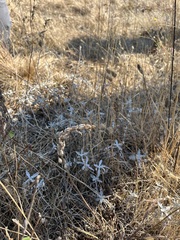 Toxicoscordion venenosum