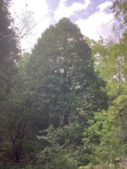 Chamaecyparis formosensis