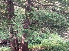 Chamaecyparis formosensis