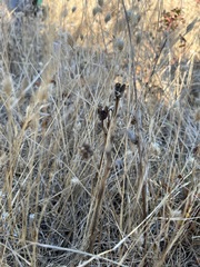 Camassia