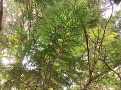 Chamaecyparis formosensis