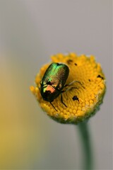 Cryptocephalus