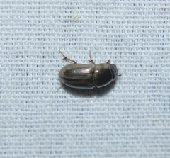 Labarrus cincticulus