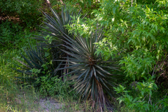 Yucca capensis