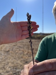 Castilleja levisecta