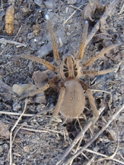 Ancylometes concolor