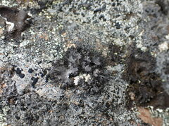 Umbilicaria cylindrica