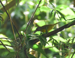 Loriotus luctuosus