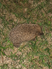 Erinaceus roumanicus
