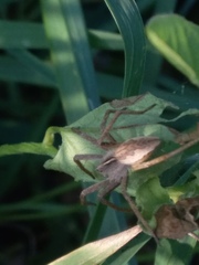 Pisaura
