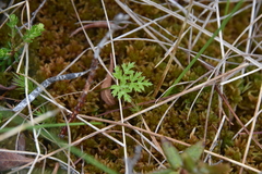Coptis aspleniifolia