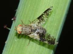 Tephritis formosa