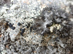 Umbilicaria cylindrica