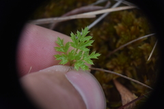 Coptis aspleniifolia