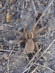 Ancylometes concolor
