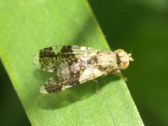 Tephritis formosa