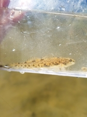 Etheostoma nigrum