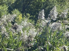 Phragmites