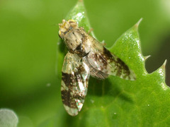 Tephritis formosa