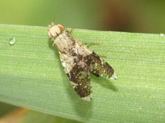 Tephritis formosa