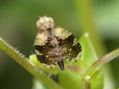 Tephritis formosa