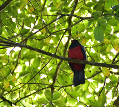 Trogon massena