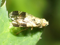 Tephritis formosa