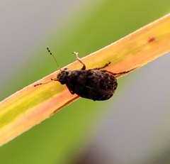 Araecerus