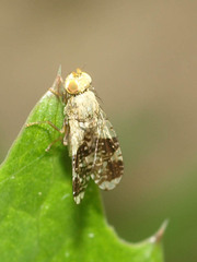 Tephritis formosa