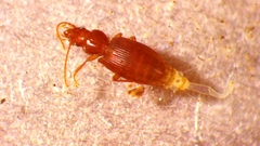Carabidae