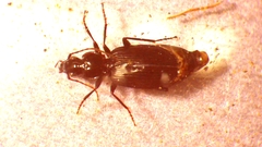 Carabidae