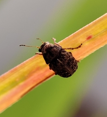 Araecerus
